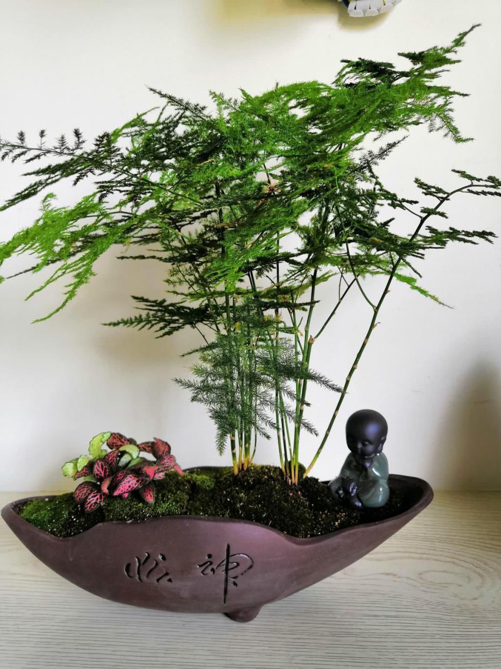  家里的文竹|文竹一到夏天就徒长，枝条乱爬太难看，其实矮壮很简单！