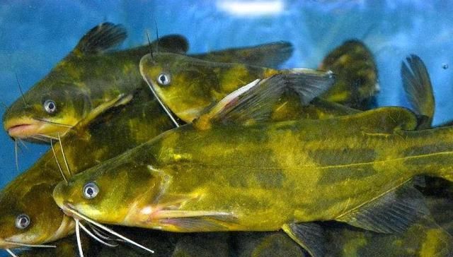  农民朋友：农村一种水产品，2年才长3两肉，一斤卖30元却少有人