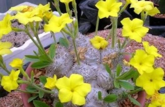  『土豪』土豪才能养得起的4种花，个个价值惊人，你家能养得起么？