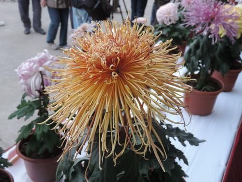「中华」喜欢菊花,不如养盆“菊中精品”中华溢彩,灵动飘逸,流光溢彩!