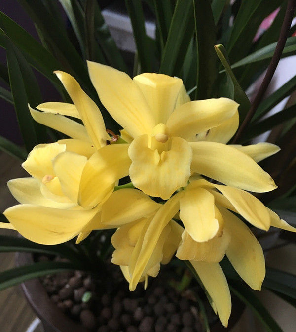  #适合#适合新手养的兰花，培育容易好“养活”，花大香浓花季长！