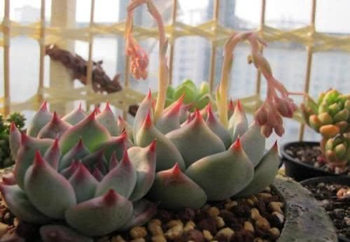  『花剑』多肉植物长花剑好不好，需要怎么处理？