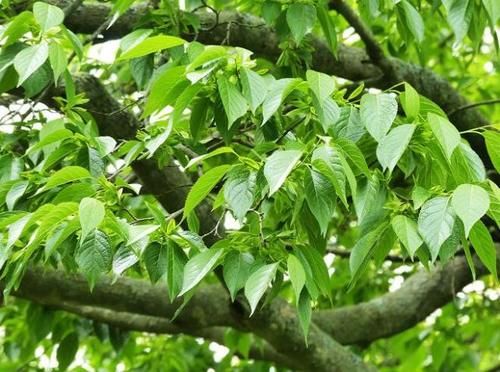 人称“植物黄金”，农民种植它，只要皮不要树干，成为致富树