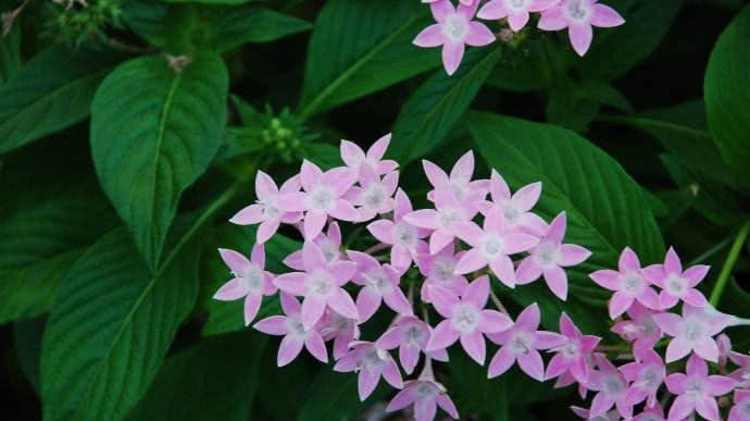  『就可以』这1种花，不光开花数量数不清，还能从夏开到秋！
