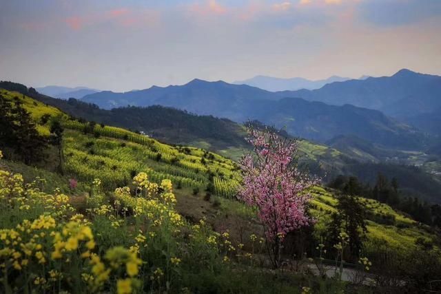 强国■学习强国 | 安徽歙县：云雾花海惹人醉