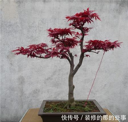  【舞姬】日本红枫红舞姬可以在北方地区栽种吗？