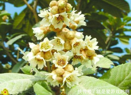 农村发现一种花，农民给专家瞅了一下，此花卖1万块钱一斤