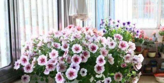  「须选择合适」想要花长得好,就得学会如何给花浇水,养花达人告诉你4个浇水妙招