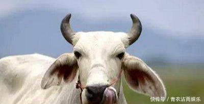  鲜花：适合农村的创业点子，就看你敢不敢做