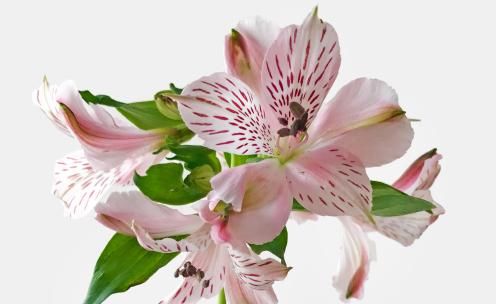  花海■藤本植物，有“紫铃藤”就够了，一树多色花，给你一片花海