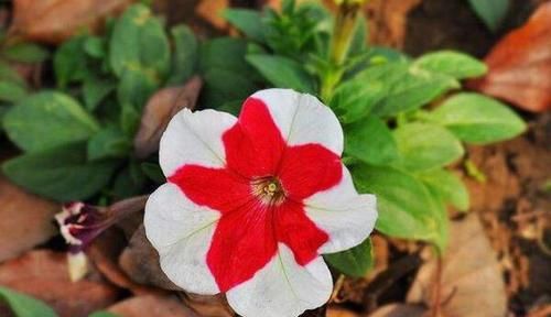  [常容易养活]4种“懒人花”，花期长颜值高，招财纳福聚喜气，来年旺旺旺