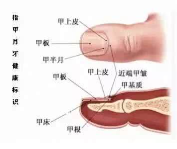 什么是手指的半月牙？手指的半月牙的作用？