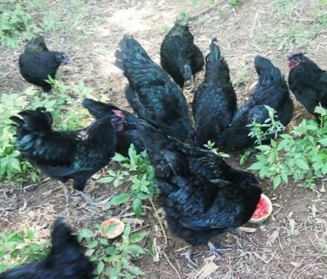  【选择】五大暴利养殖业，选择养殖一年赚几十万不成问题