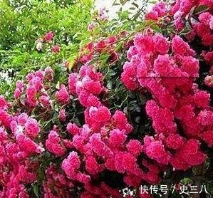 被誉为“香水之花”，花期210天，插土即活，花色不输牡丹