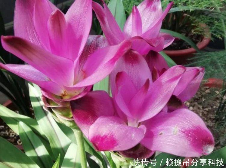 『盆土』盆土里种块“姜”,7天发芽,30天后长出“大荷花”,太漂亮了!