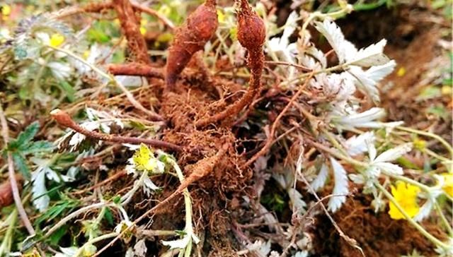  [鸡腿]人称“鸡腿儿”，价值堪比人参，1斤40元亩产1万元农民为