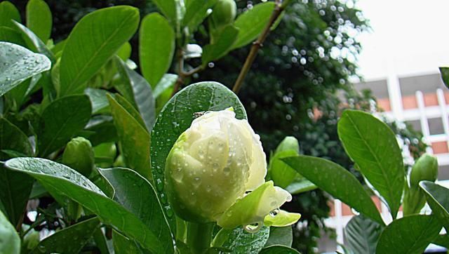 #家里#养护的栀子花,放在家里有什么好处?