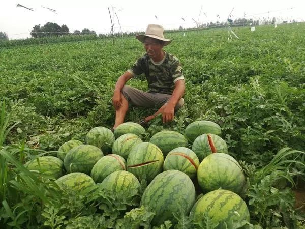 登封2万多斤西瓜被砍烂事件进展：全村动员找凶手！有人打电话要