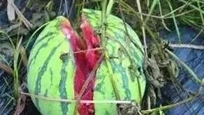 这几种无中生有的谣言，坑害了多少老百姓