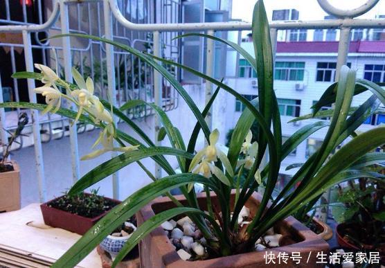 「植物的叶」吊兰叶片为什么容易“干尖”？做好4点养护，叶片健康植株旺盛