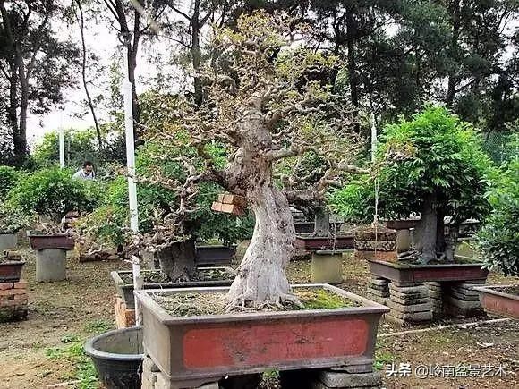 红牛盆景，牛气冲天！