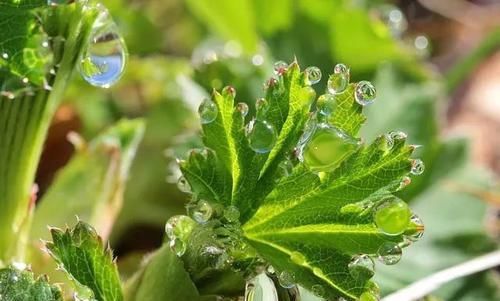  水培植物@过氧化氢用来养花的几种特殊作用，能很好促进植物生长