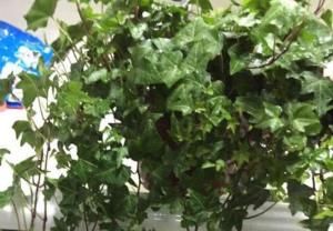  「吸附」4种花是“吸附甲醛”小能手，尤其最后一种，养在卧室太好了！