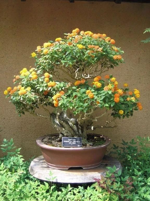  「充足的光照」容易开花、耐养、易繁殖的7种盆栽植物，光照充足的阳台多种几盆