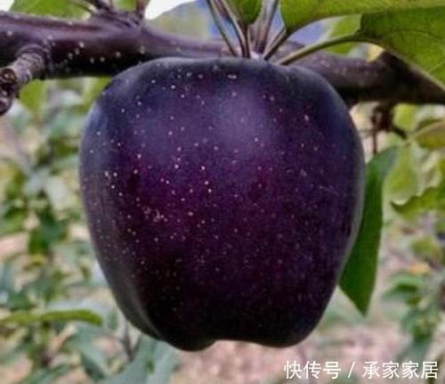  『养上』家有庭院、阳台，不妨养上这2种果树，好养易活，新手也能养好