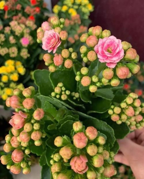  #图片作者#长寿开花不过瘾，学会1招，花苞多的能盖叶！