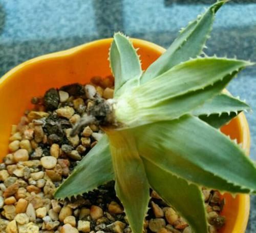  图解■图解盆栽芦荟常见的5种烂根方式，芦荟烂根了怎么办？
