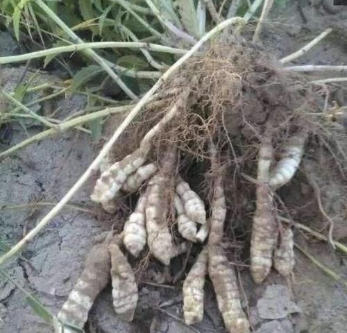  人称■珍贵的1种“野草”，在山坡下繁殖快，人称“地蚕草”，记