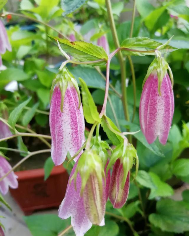 #想养#今年超级火的花，花量大，开的美，每一种都想养一盆！