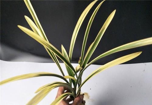  『香味』叶片最美的兰花，金边线艺明显，花色强烈，香味浓郁，易花易草