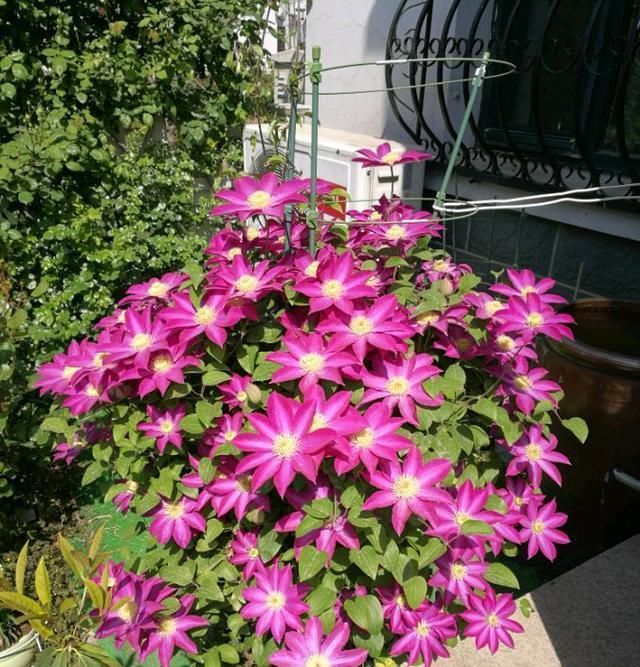  【品种】此款铁线莲花，开花早，花期长，花色美丽，养护容易，很值得拥有