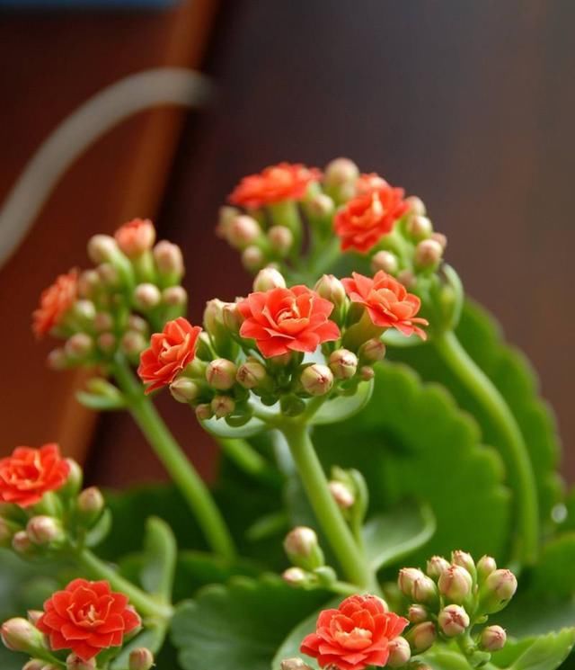 #紧凑#长寿花花柄太长就这么“办”，花枝紧凑才能开成“大花球”！