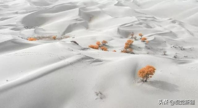 大山 沙漠 湖泊 金胡杨是大自然最完美的构图