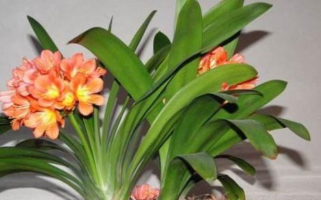  「植物」公认“难养”的三种植物，养成两盆以上的，绝对不“简单”！