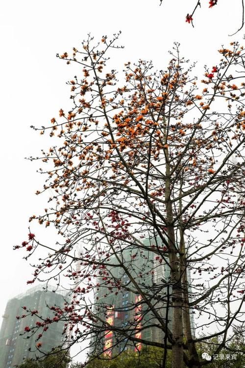  花瓣上的雨■来宾木棉花又开，惊艳了谁的时光？