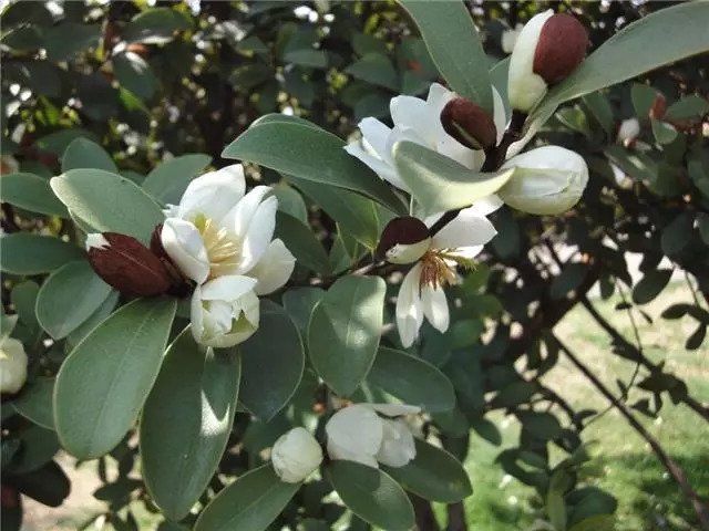 这几种植物很适合做盆景在家养护，依然充满花香观赏性高! 养花