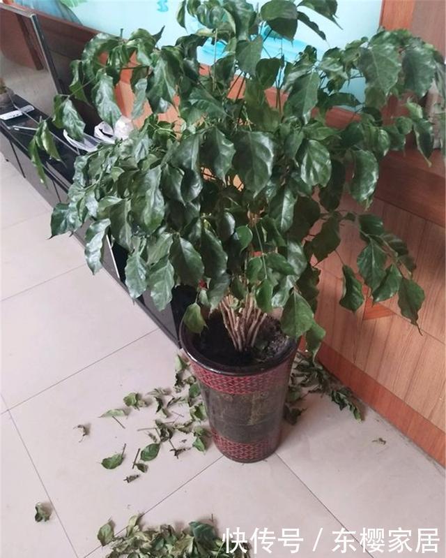 探测器|家养“幸福树”,堪称“天然探测器”,帮你测出室内有害物质