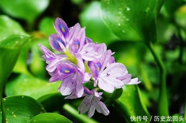  「利润」3个月可长满一亩池塘，亩利润近5千元，农民种植它有前