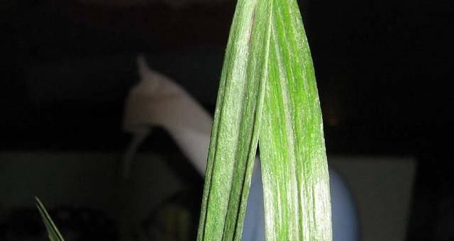  『兰花叶片』兰花皮草曾一盆要价8万，自然造物神奇，少赌为好