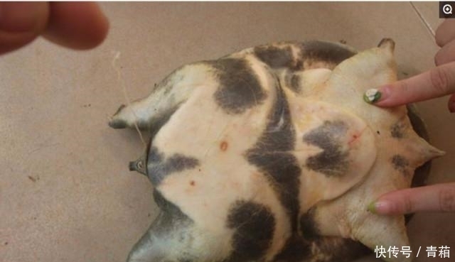  小伙|农村小伙, 捉住的宝贝可以卖200元, 一年可以收入20万