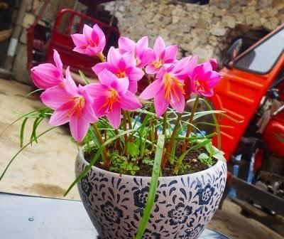  便宜■阳台春天养“2种花”，一棵开花上百朵，便宜又好养，几乎不花钱