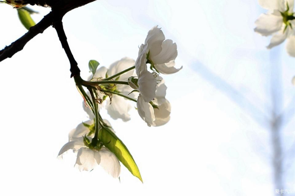  【梨花】【春龙】那年梨花盛开时