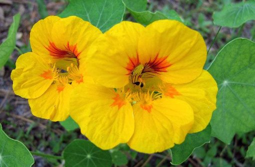  『就样』新手就样这几朵小花，全年花开不断，一开满屋飘香，花色惊艳清新