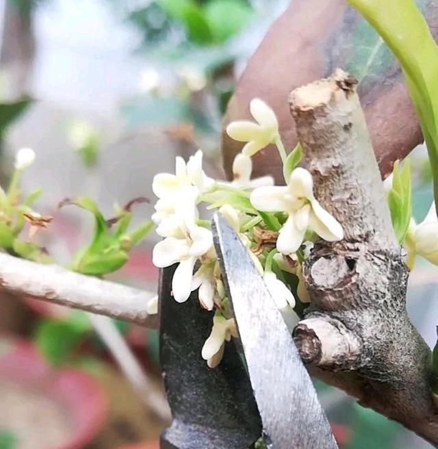 『桂花』桂花开花,不长叶子,是怎么回事?
