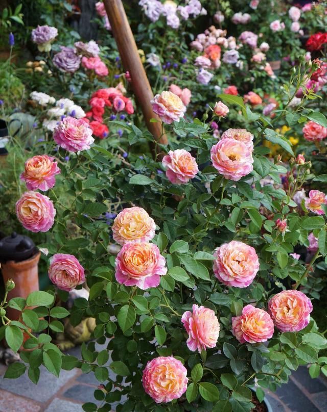  室内|花期最长的观赏植物，一年四季开花，漂亮又芳香，室内盆栽也可以