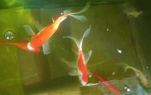  慈鲷科观|鱼缸里发现鱼卵，未必是件高兴的事，不是每次都可迎接小鱼到来